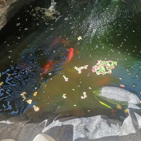 Πανσιόν Casa Razvan 4*